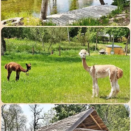 Sarnogrod - Z Alpakami * Babieta